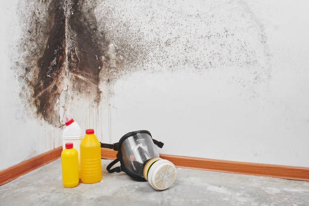 Best Kitchen Mold Remediation in Clearwater, SC