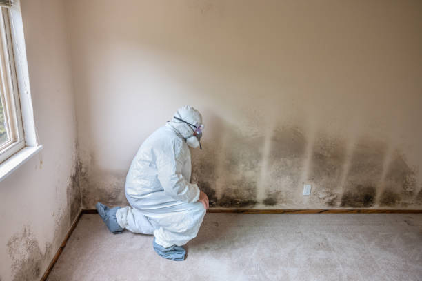 Best HVAC Mold Remediation in Clearwater, SC