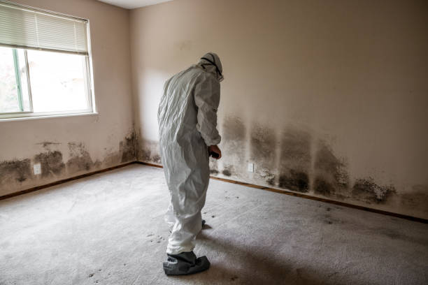 Best Attic Mold Remediation in Clearwater, SC